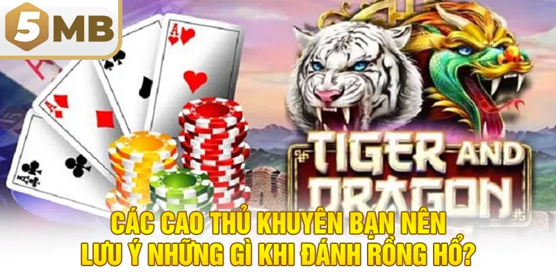 Các cao thủ khuyên bạn nên lưu ý những gì khi đánh rồng hổ?